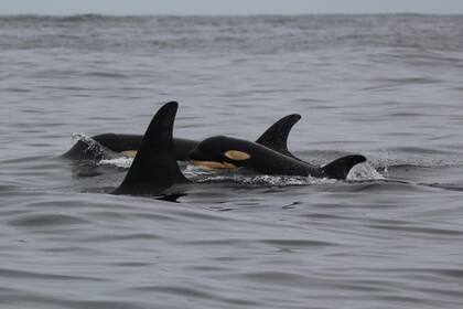 Una nueva cría de orca fue fotografiada mientras nadaba con un grupo de estos ejemplares