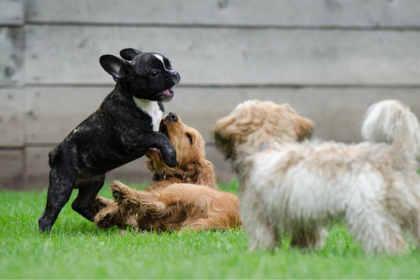 Una nueva enfermedad le ha quitado la vida a decenas de perros en Michigan