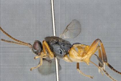 Una nueva especie de avispa fue descubierta en Japón y, por la forma en la que caza a sus presas, fue nombrada Godzilla