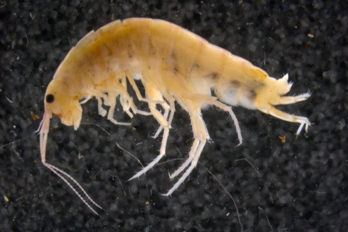 Una nueva especie de camarón terrestre, que se encuentra en el suelo y en los árboles de las Montañas Cíclopes, en Nueva Guinea