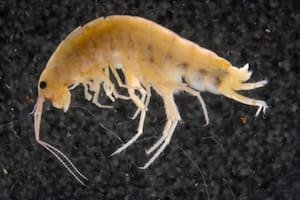 Una nueva especie de camarón terrestre, que se encuentra en el suelo y en los árboles de las Montañas Cíclopes, en Nueva Guinea
