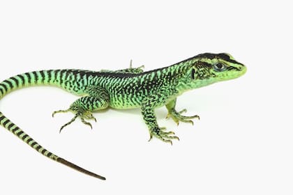 Una nueva especie de lagartija fue descubierta en la provincia de Neuquén; única en el mundo, se trata de Liolaemus splendidus