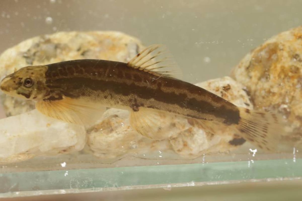 Una nueva especie de locha de río fue descubierta en Vietnam, el equipo estima que puede haber aún más diversidad