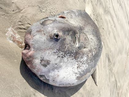 Una nueva especie marina apareció en las costas de Oregon