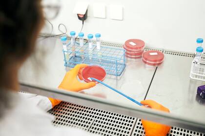 Una nueva generación de terapias biológicas se basa en activar el sistema inmune para que detecte y destruya a las células malignas, sin los efectos secundarios de la quimioterapia. Un medicamento ya se usa en el mundo para tratar la leucemia linfoblástica aguda, un tipo de cáncer de sangre; en el p