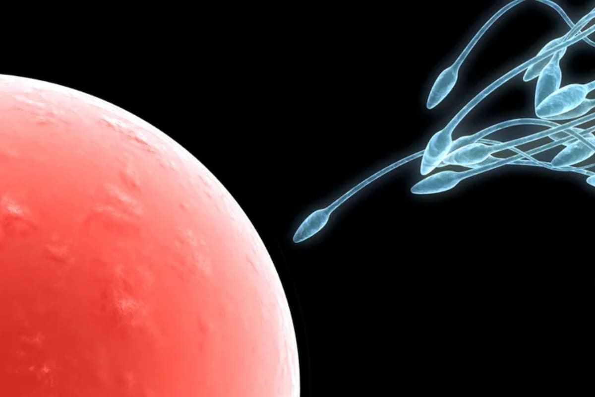 Una nueva herramienta de IA permite hallar espermatozoides difíciles de detectar
