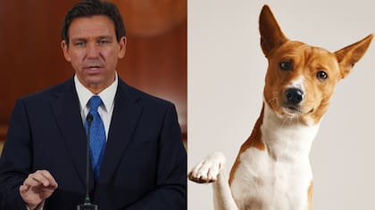 Una nueva ley de Florida firmada por Ron DeSantis afecta a los seguros para mascotas