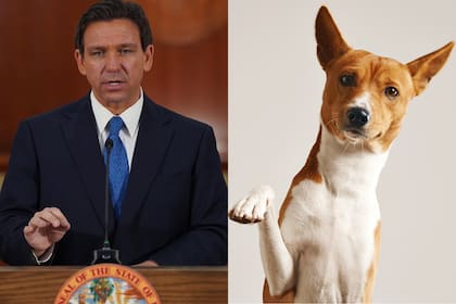 Una nueva ley de Florida firmada por Ron DeSantis afecta a los seguros para mascotas