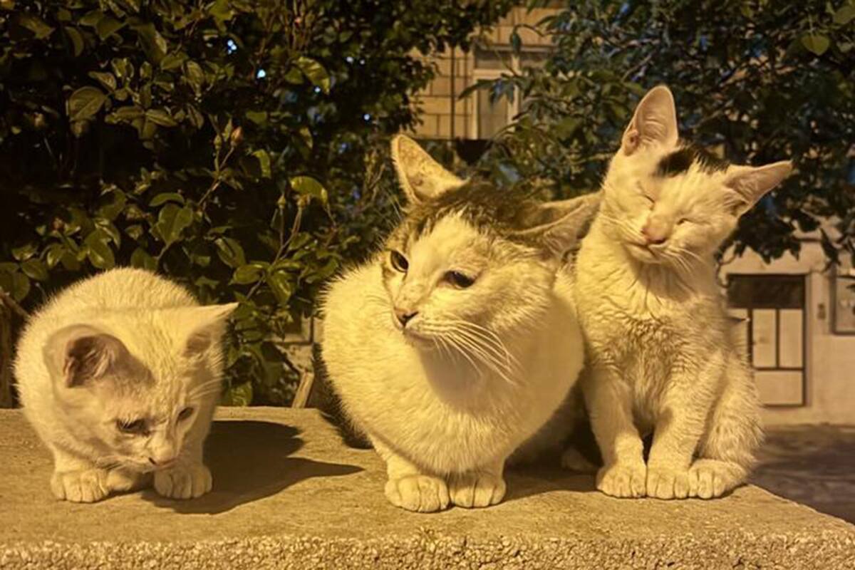 Una nueva ley de Hawái prohíbe alimentar a los gatos callejeros para preservar aves nativas