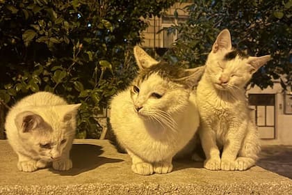 Una nueva ley de Hawái prohíbe alimentar a los gatos callejeros para preservar aves nativas