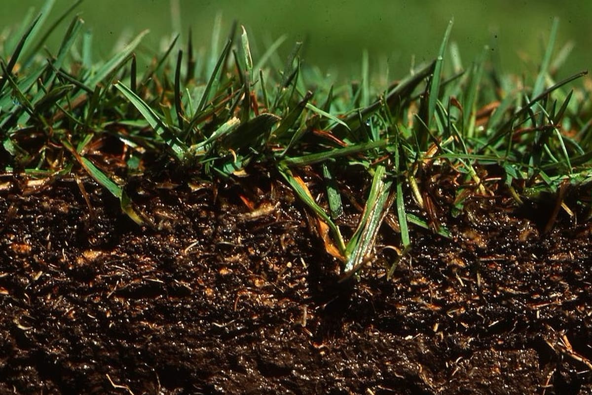 Una nueva técnica permite generar imágenes 3D de la rizosfera, la zona de interacción entre las raíces de una planta y los microorganismos que la rodean