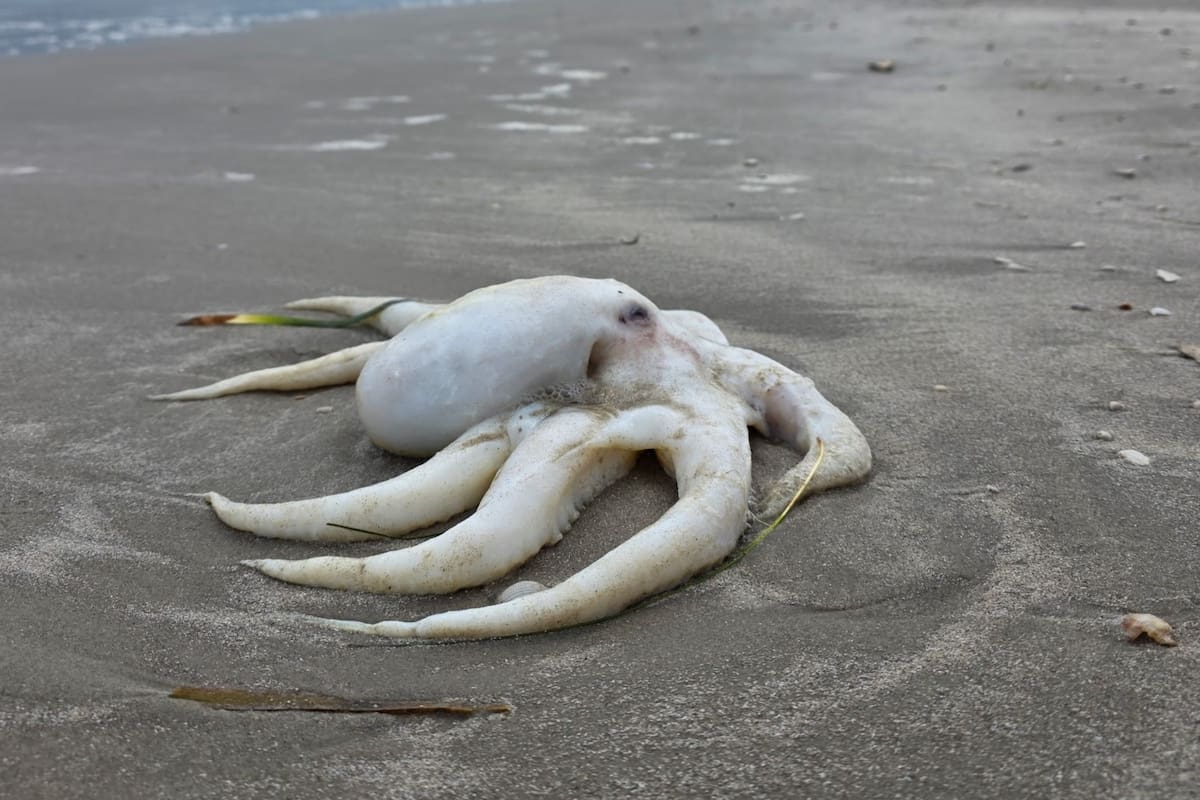 Una ola de frío repentina en el Golfo de México provocó la aparición de pulpos congelados en playas de Texas