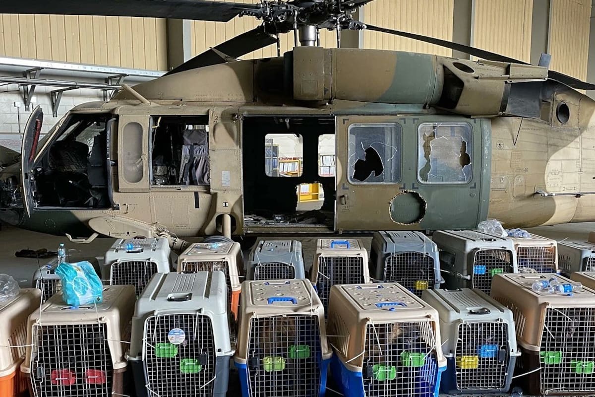 Una ONG denunció que Estados Unidos abandonó a sus perros en Afganistán