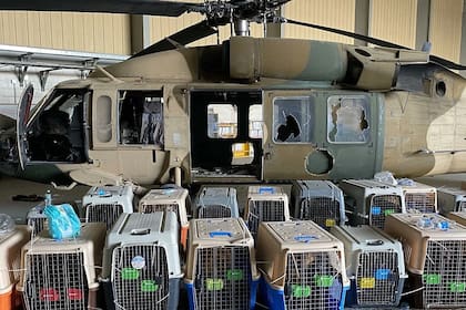 Una ONG denunció que Estados Unidos abandonó a sus perros en Afganistán