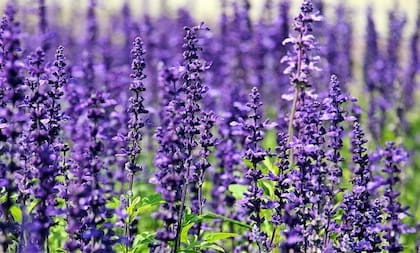 Una opción agradable para la nariz y la vista que alejará a las cucarachas es la flor de lavanda
