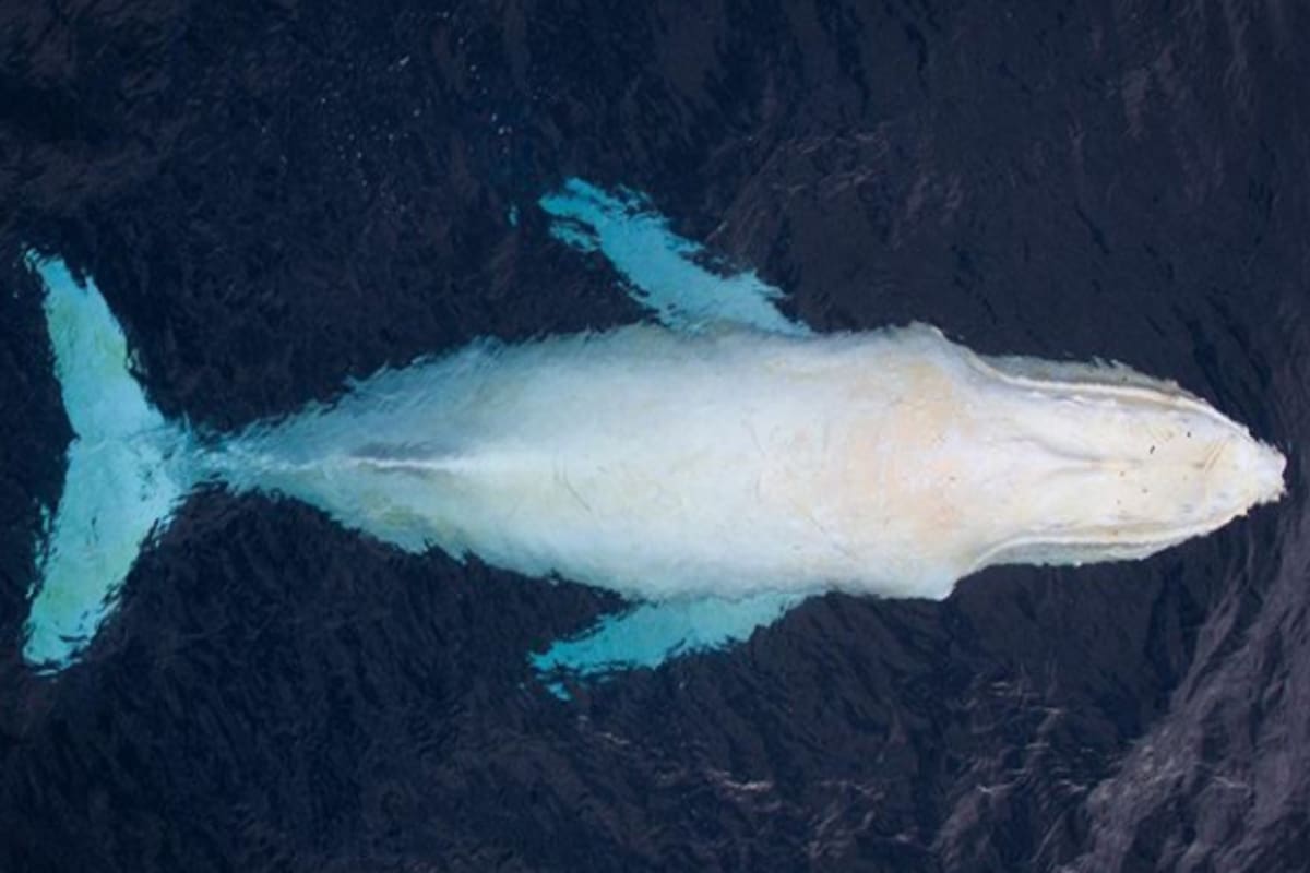 Una orca blanca, una tortuga dorada y ahora la reaparición de una de las cuatro ballenas jorobadas albinas que existen en el mundo. Todo el el plazo de una semana. Migaloo, tal como se llama la criatura, es uno de los animales del oceáno más famoso del planeta