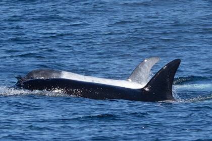 Una orca con una extraña condición fue vista en la Bahía de Monterey