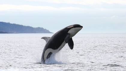 Una orca en una imagen de archivo