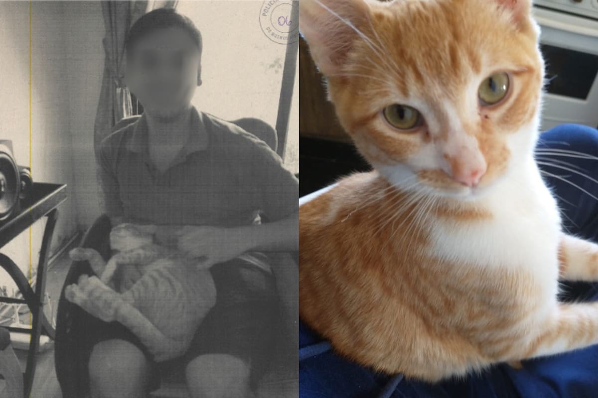Una organización animal denuncia que el hombre asesinó con "una violencia extrema" a un gato de ocho meses adelante de un niño