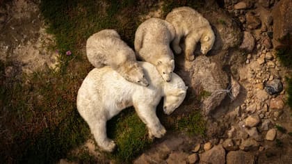 Una osa polar y sus tres cachorros