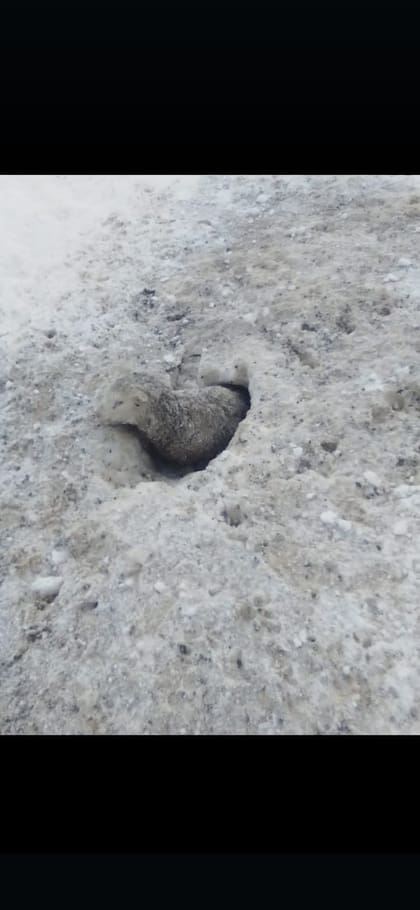 Una oveja atrapada en el hielo, estancia Saraí, Las Heras.