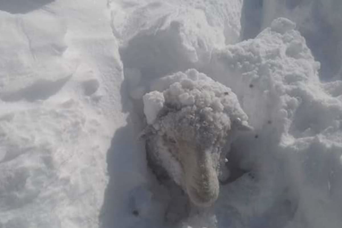 Una oveja atrapada en la nieve