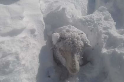 Una oveja atrapada en la nieve