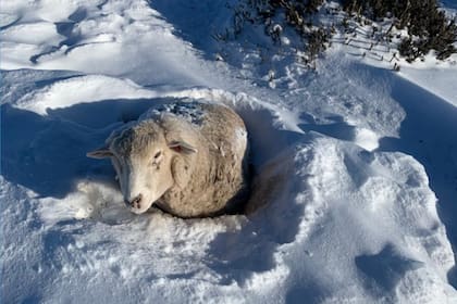 Una oveja cubierta por la nieve en el establecimiento ganadero
