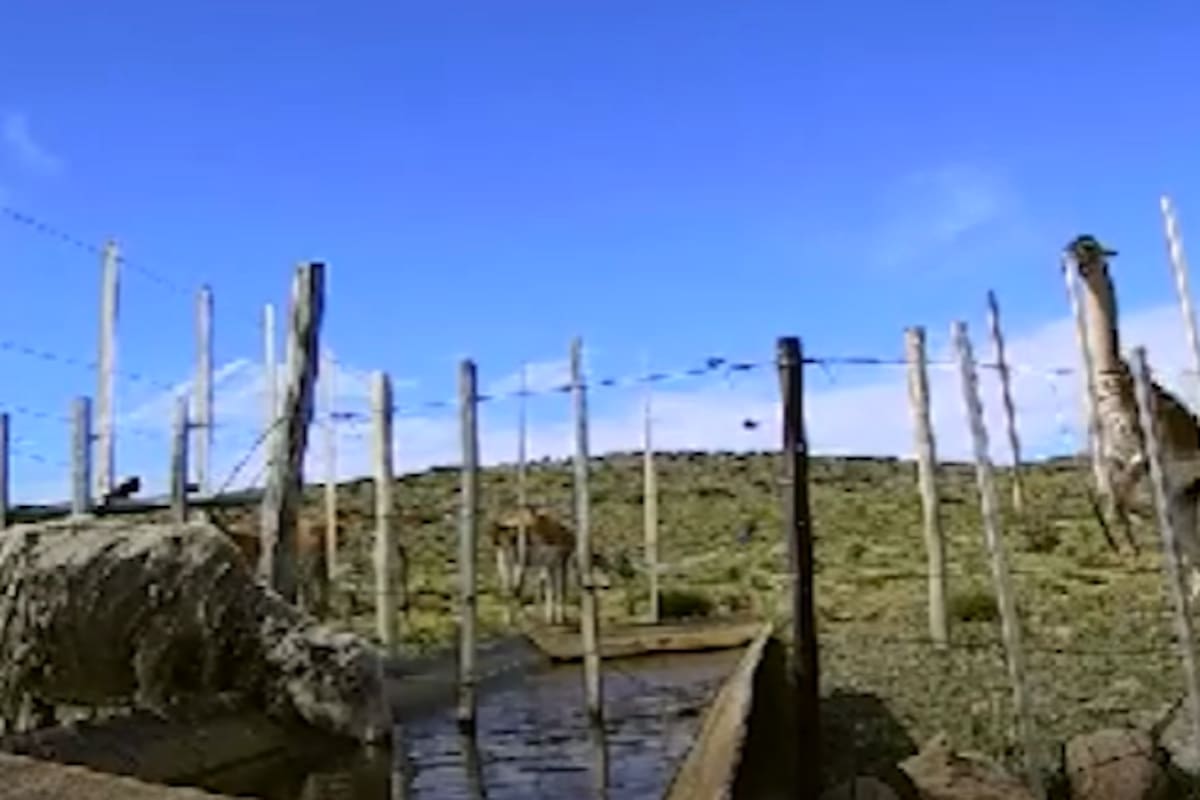 Una oveja en un bebedero artificial y atrás un guanaco alambrado de por medio