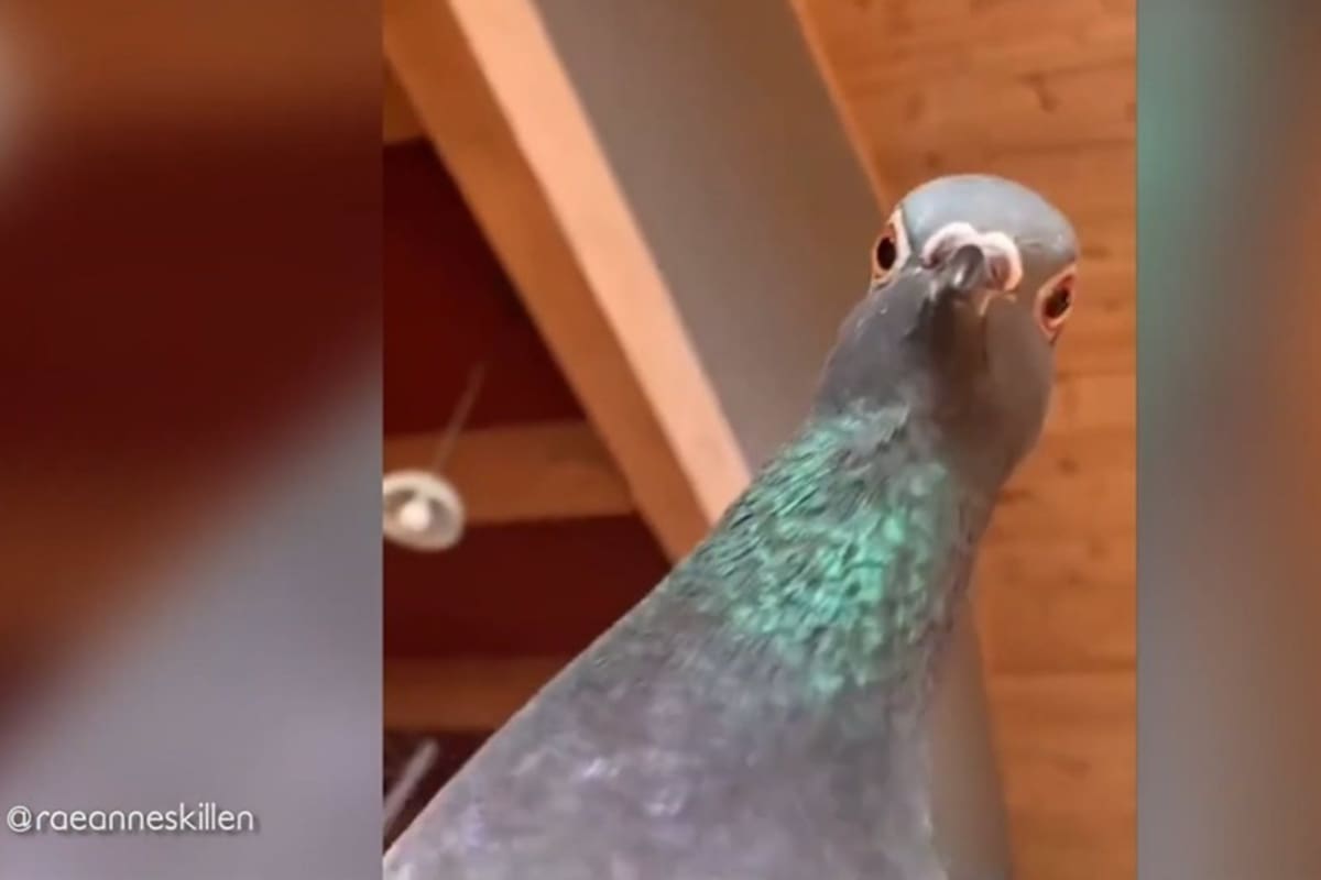 Una paloma reacciona al ver a su dueña fingiendo un desmayo