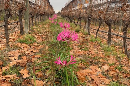 Una parcela de flores en el interfilar del viñedo; en medio de la investigación se encontró el tuco-tuco Ctenomys Uco