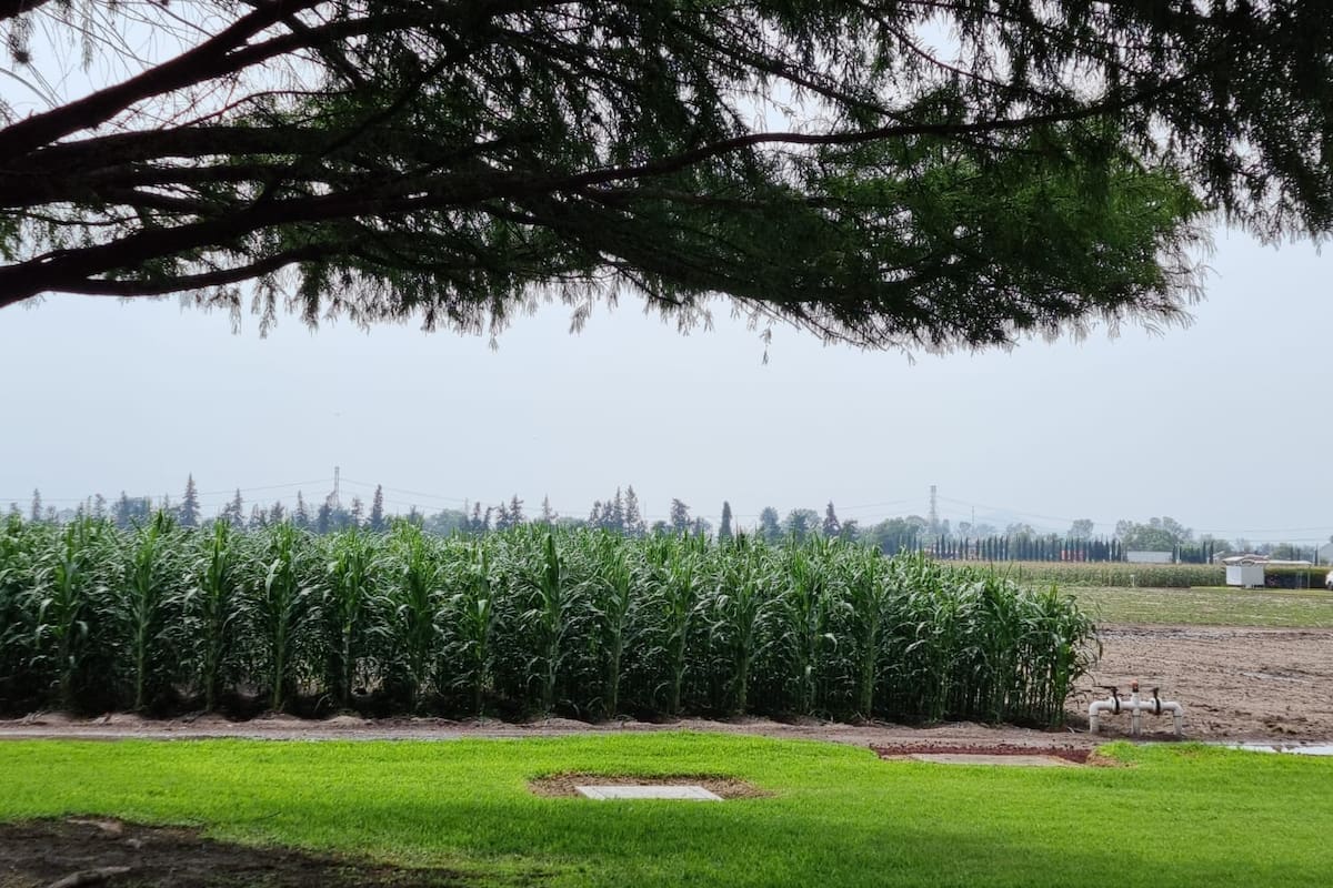 Una parcela experimental de maíz en las instalaciones del CIMMYT en Texcoco, El Batán, México
