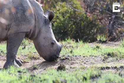 Una pareja avista y consigue grabar en vídeo a un rinoceronte blanco y a su cría en Sudáfrica