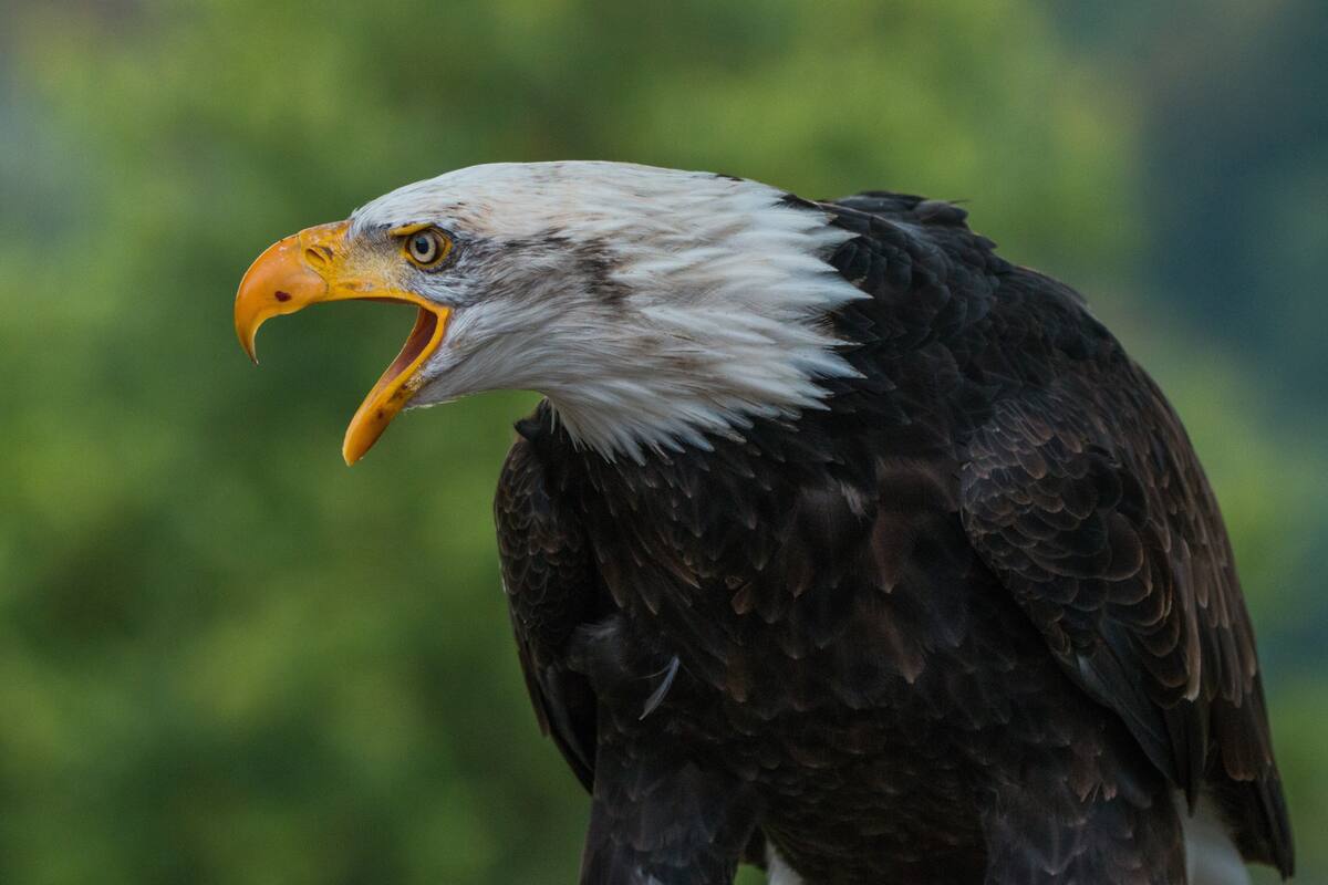 Una pareja de águilas calvas defendió a sus dos huevos del ataque de un mapache que trepó por el árbol para llegar hasta el nido