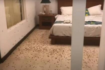 Una pareja de jóvenes fue de vacaciones a Bali, Indonesia, y salió a dar un paseo, pero cuando volvió a la habitación se encontró con que estaba repleta de insectos