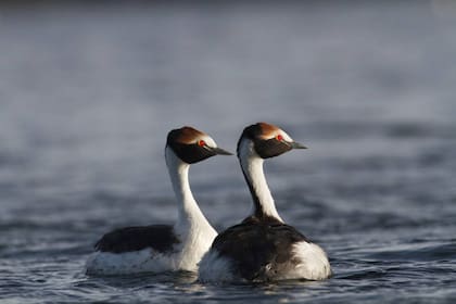 Una pareja de macá tobianos en su paseo diario