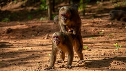 Una pareja de macacos rabones apareándose