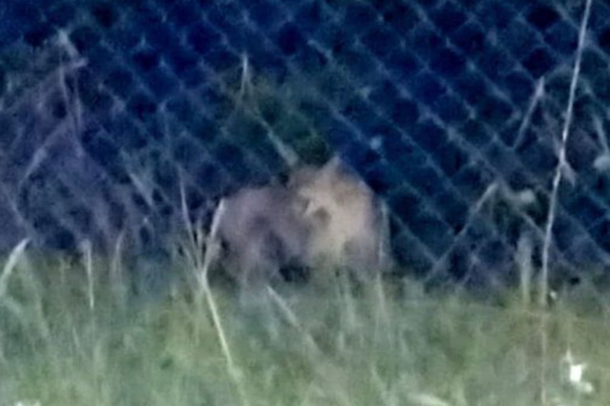 Una pareja filmó a un inmenso puma merodeando un terreno baldío en el sur de Rosario