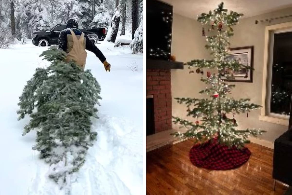 Una pareja se volvió viral al mostrar en sus redes sociales el árbol de Navidad que eligieron