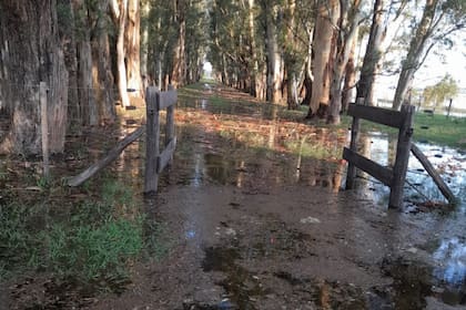 Una parte del campo de Gabriela A. en Bolívar