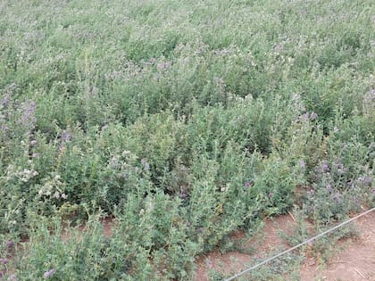 Una pastura con alfalfa