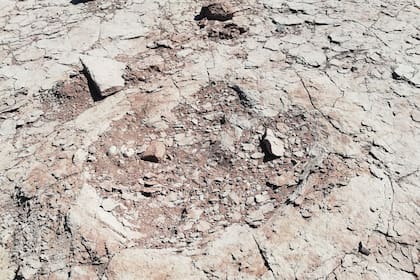 Una patrulla de Prefectura halló huellas de dinosaurio de unos 100 millones de años de antigüedad
