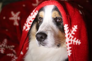 Una pequeña ayuda para las mascotas en Navidad
