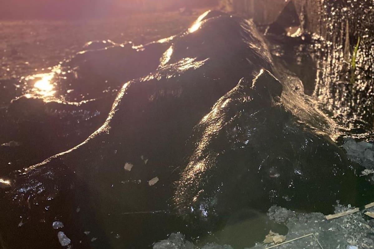 Una perra atrapada bajo una gruesa capa de brea fue rescatada en Libertad, Merlo