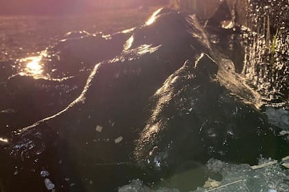 Una perra atrapada bajo una gruesa capa de brea fue rescatada en Libertad, Merlo