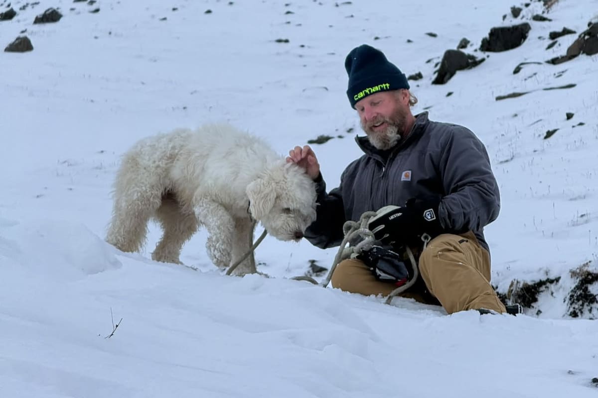 Una perra de cuatro años sobrevivió aproximadamente 50 horas en las montañas de Alaska