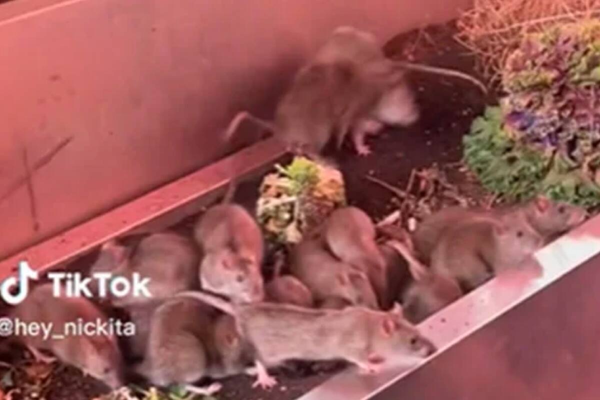 Una persona encontró el "reino de las ratas" en Nueva York