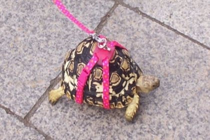 Una persona fue multada en Italia por sacar a pasear a su tortuga