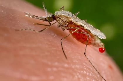 Una picadura de mosquito entrega alrededor de 10 esporozoítos, la forma del parásito que se puede transmitir; dentro de los 30 minutos, invaden el hígado y comienzan a multiplicarse