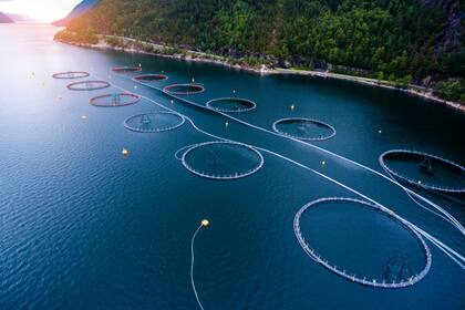 Una piscifactoría de salmones en Noruega